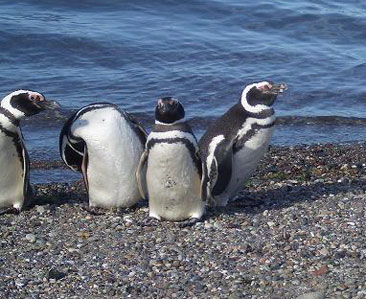 pinguinos