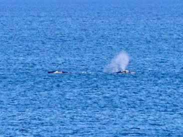 ballena en las grutas
