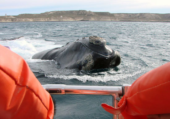 Ballenas de cerca