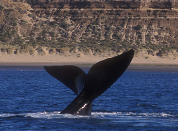 ballenas en madryn