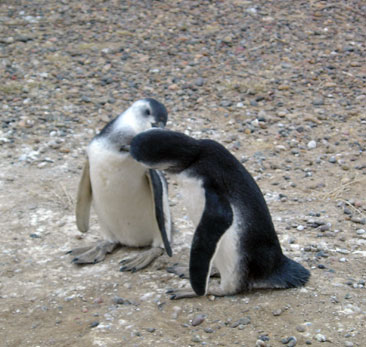 pinguinos, chubut