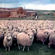 ganaderia tierra del fuego