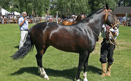 expo caballos junin