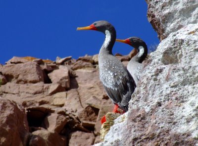 ParqueNacioanlLosGlaciares